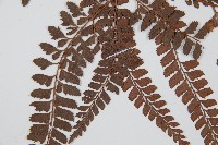 斜方複葉耳蕨藏品圖，第5張