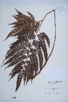 斜方複葉耳蕨藏品圖，第1張