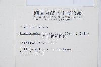 斜方複葉耳蕨藏品圖，第2張