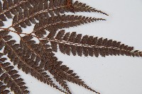 斜方複葉耳蕨藏品圖，第3張