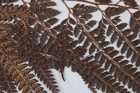 斜方複葉耳蕨藏品圖，第4張