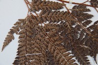 斜方複葉耳蕨藏品圖，第5張