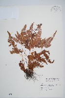 細葉複葉耳蕨藏品圖，第1張