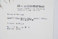 細葉複葉耳蕨藏品圖，第2張