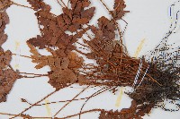 細葉複葉耳蕨藏品圖，第3張