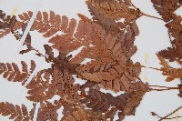 細葉複葉耳蕨藏品圖，第4張