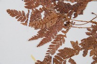 細葉複葉耳蕨藏品圖，第5張