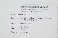 斜方複葉耳蕨藏品圖，第2張