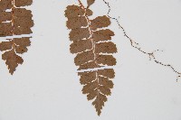 斜方複葉耳蕨藏品圖，第3張