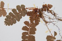 斜方複葉耳蕨藏品圖，第4張