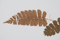 斜方複葉耳蕨藏品圖，第5張