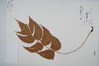 細齒貫眾蕨藏品圖，第1張