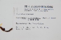 細齒貫眾蕨藏品圖，第2張