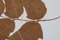 細齒貫眾蕨藏品圖，第3張