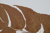 細齒貫眾蕨藏品圖，第4張