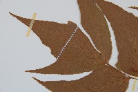 細齒貫眾蕨藏品圖，第5張