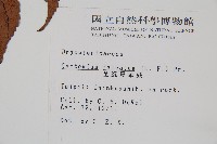 全緣貫眾蕨藏品圖，第2張