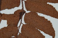 全緣貫眾蕨藏品圖，第4張