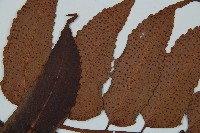 全緣貫眾蕨藏品圖，第5張