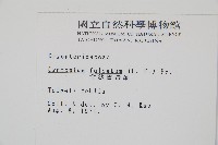 全緣貫眾蕨藏品圖，第2張