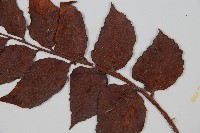 全緣貫眾蕨藏品圖，第4張