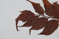 全緣貫眾蕨藏品圖，第5張