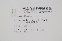 全緣貫眾蕨藏品圖，第2張