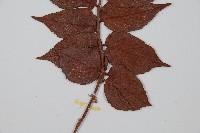 全緣貫眾蕨藏品圖，第3張