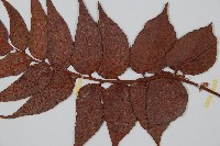 全緣貫眾蕨藏品圖，第4張