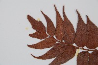 全緣貫眾蕨藏品圖，第5張