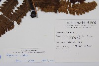 史氏鱗毛蕨藏品圖，第2張