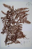 臺灣鱗毛蕨藏品圖，第1張