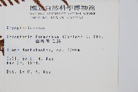 臺灣鱗毛蕨藏品圖，第2張