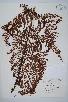 臺灣鱗毛蕨藏品圖，第1張