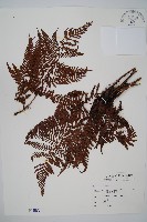 臺灣鱗毛蕨藏品圖，第1張