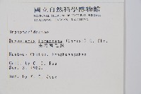 臺灣鱗毛蕨藏品圖，第2張