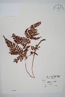 臺灣鱗毛蕨藏品圖，第1張