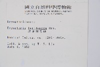 厚葉鱗毛蕨藏品圖，第2張