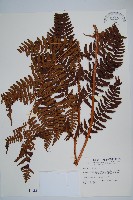 逆鱗鱗毛蕨藏品圖，第1張