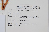 逆鱗鱗毛蕨藏品圖，第2張