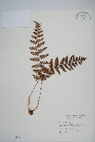 鋸齒葉鱗毛蕨藏品圖，第1張