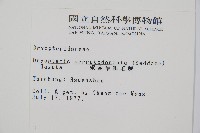 鋸齒葉鱗毛蕨藏品圖，第2張