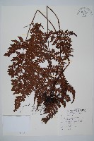 長葉鱗毛蕨藏品圖，第1張