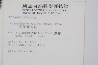 長葉鱗毛蕨藏品圖，第2張