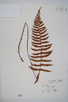 細葉鱗毛蕨藏品圖，第1張