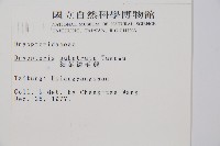 細葉鱗毛蕨藏品圖，第2張