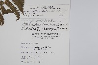 柔葉金星蕨藏品圖，第2張