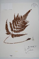 南海鱗毛蕨藏品圖，第1張