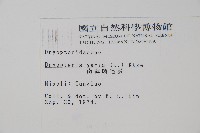 南海鱗毛蕨藏品圖，第2張