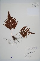 南海鱗毛蕨藏品圖，第1張